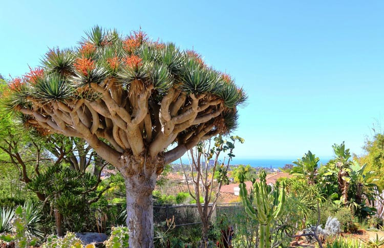 Dracaena draco, Dragon Tree, Dragon Blood tree, Asparagus draco, Drought tolerant shrub, drought tolerant tree
