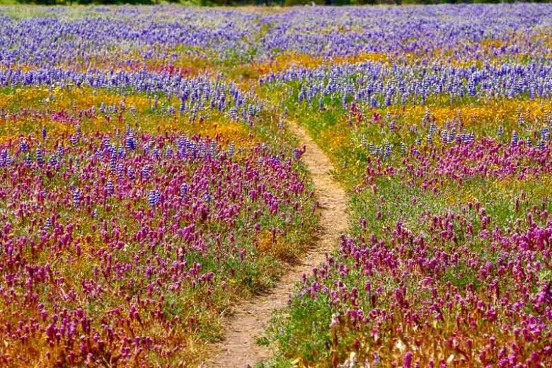 Castilleja exserta, Purple Owl's Clover, Owl's Clover, Exserted Indian Paintbrush, Escobita, California Native Plant, California Native Annuals