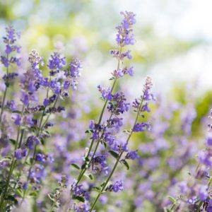 Nepeta Racemosa, Persian Catmint, Nepeta Racemosa Walker's Low, Nepeta Walker's Low, Catmint Walker's Low, Best perennial plants, Award perennials, long flowering perennials