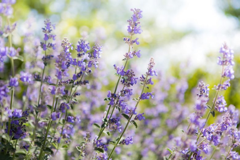Nepeta Racemosa, Persian Catmint, Nepeta Racemosa Walker's Low, Nepeta Walker's Low, Catmint Walker's Low, Best perennial plants, Award perennials, long flowering perennials