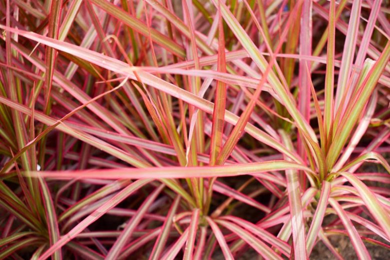 Pennisetum Setaceum Fireworks, Purple Fountain Grass information, Red Fountain Grass information, Purple Fountain Grass design ideas, Red Fountain Grass design ideas