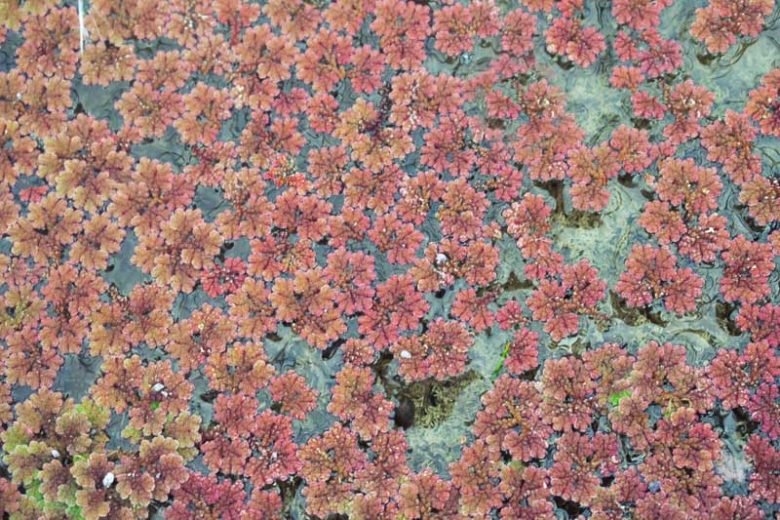 Azolla filiculoides, Pacific Mosquito Fern, American Water Fern, Mosquito Fern, Fairy Moss, Mosquito Fern, Pacific Azolla, Red Water Fern, Water Fern, Water Velvet, Aquatic Ferns, Pond Plants