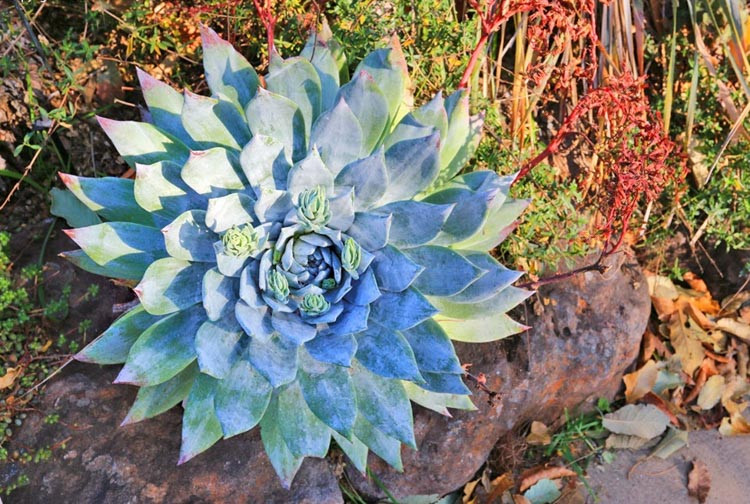 Dudleya brittonii, Giant Chalk Dudleya,  Blue Dudleya, gray Dudleya, Blue succulent, gray succulent