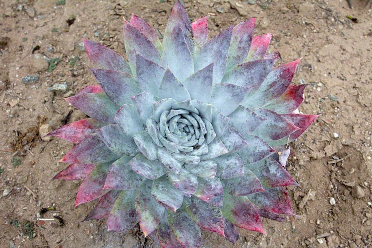 Dudleya brittonii, Giant Chalk Dudleya,  Blue Dudleya, gray Dudleya, Blue succulent, gray succulent