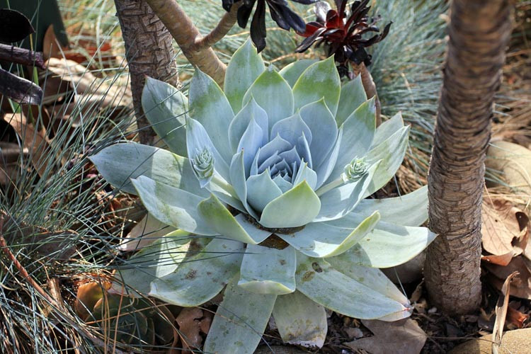 Dudleya pulverulenta, Chalk Liveforever, Chalk Lettuce,  Blue Dudleya, gray Dudleya, Blue succulent, gray succulent