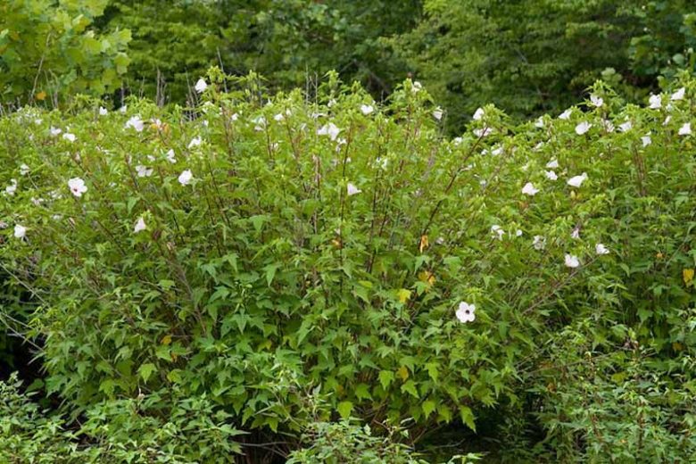 Hibiscus laevis, Halberdleaf Rosemallow, Halberdleaf Hibiscus, Scarlet Rose Mallow, Halberd-Leaved Hibiscus, Halberd-Leaved Rose-Mallow, Hibiscus militaris