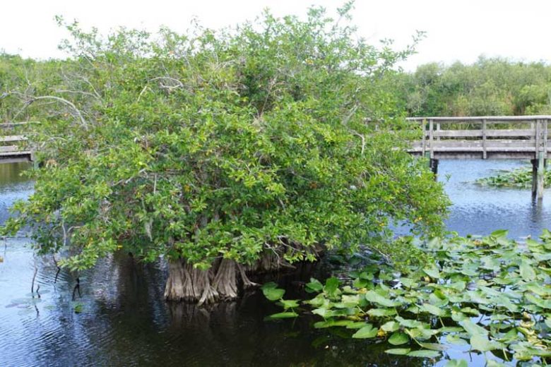 Annona glabra, Pond Apple, Custard Apple, Florida Native Plant, Pond Plant, Salt Tolerant Plant