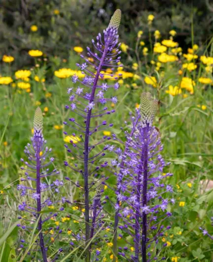 Scilla hyacinthoides, Hyacinth Squill, Spring Bulbs, Spring Flowers, Blue Flowers, Blue Spring Flowers