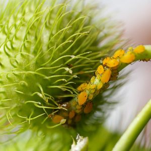 Aphids