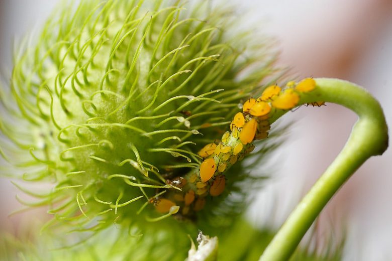 Aphids