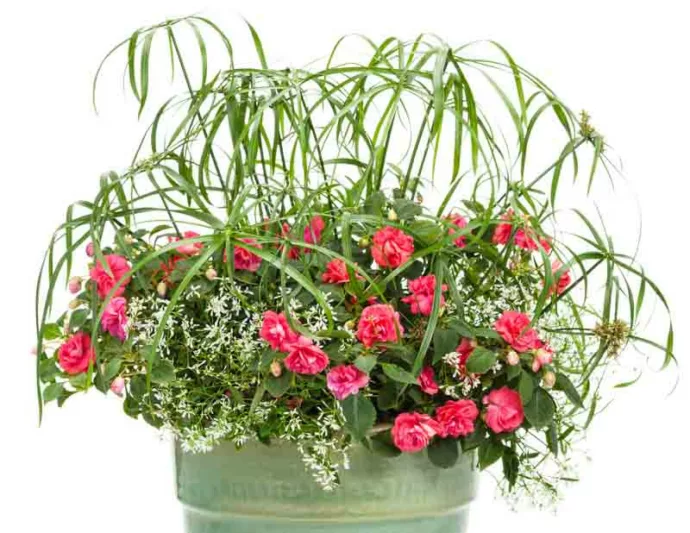 Cyperus involucratus 'Baby Tut', Umbrella Plant 'Baby Tut', Umbrella Sedge 'Baby Tut', Dwarf Papyrus Grass 'Baby Tut', Aquatic Perennial, Pond Plant