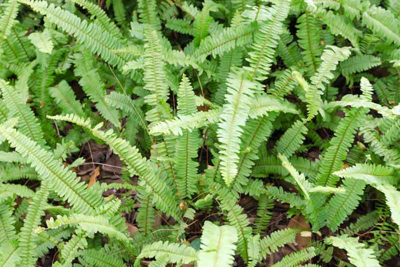 Polystichum, Shield Fern, Christmas Fern, Holly Fern, Sword Fern, Asian Saber Fern, Tassel Fern, Polystichum setiferum, Korean rock fern, Polystichum tsussimense, Polystichum polyblepharum, J