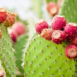 Opuntia, Prickly Pear, Pear Cactus, Opuntia ficus-indica, Opuntia humifusa, Opuntia microdasys, Opuntia monacantha, Opuntia engelmannii, Opuntia santa rita