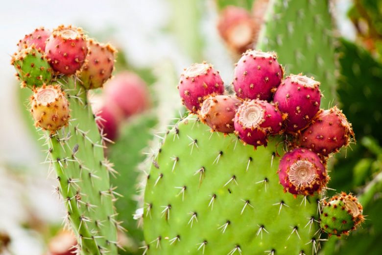 Opuntia, Prickly Pear, Pear Cactus, Opuntia ficus-indica, Opuntia humifusa, Opuntia microdasys, Opuntia monacantha, Opuntia engelmannii, Opuntia santa rita