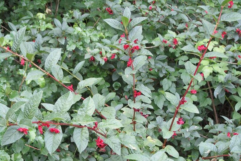 Lonicera involucrata, Twinberry Honeysuckle, Black Twinberry Honeysuckle, Black Twinberry, Bearberry Honeysuckle, Four-line Honeysuckle, Californian Honeysuckle