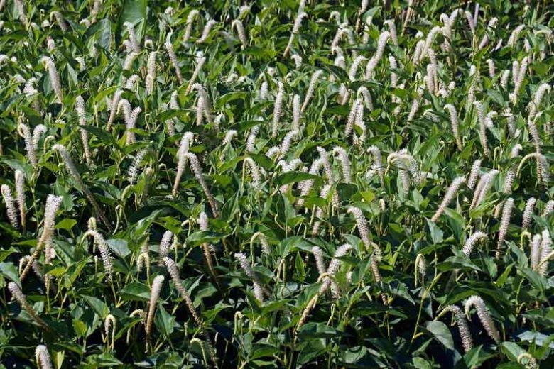 Saururus cernuus, Lizard's Tail, Lizard Tail, Breastweed, Water Dragon, Swamp Lily, American Swamp Lily, White Flowers