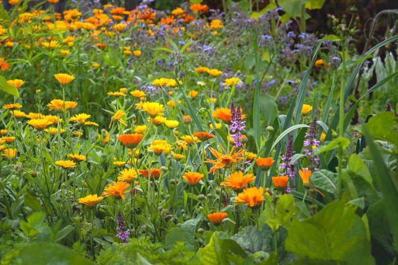 Calendula , Pot Marigold, English Marigold, Poet's Marigold, Orange Flowers, Red Flowers, Yellow Flowers, Calendula Officinalis , Annuals, Annual plant, deer resistant flowers