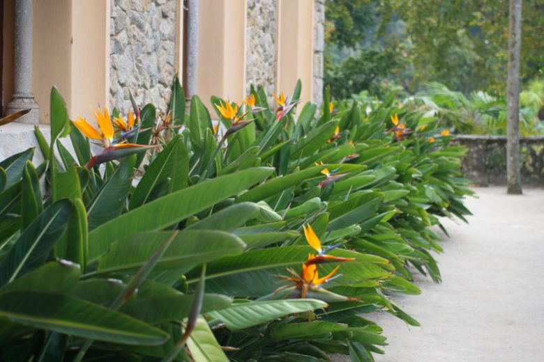Strelitzia reginae, Bird of Paradise, Orange Bird of Paradise, Strelitzia, Crane Flower,
