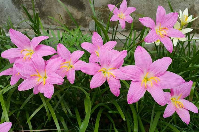 Zephyranthes rosea, Cuban Zephyr Lily, Fairy Lily, Pink Rain Lily, Rainlily, Pink flowers