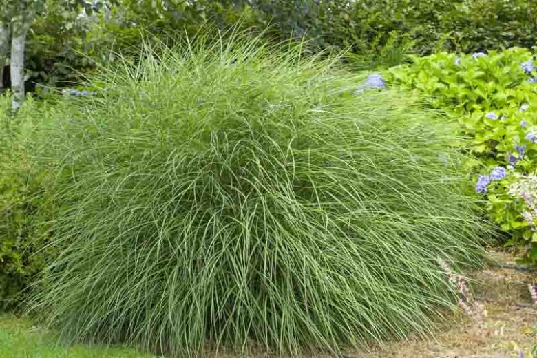 Miscanthus Sinensis 'Gracillimus',Maiden Grass 'Gracillimus', Eulalia 'Gracillimus', Chinese Silver Grass 'Gracillimus', Drought tolerant plant, Ornamental grass Gracillimus, Low maintenance ornamental grass