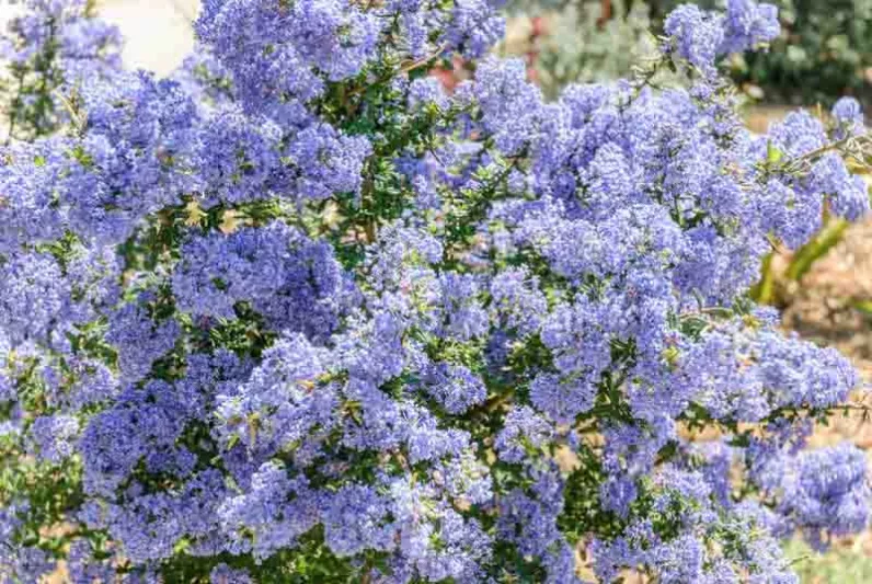 Ceanothus 'Puget Blue',  California Lilac 'Puget Blue', Ceanothus impressus 'Puget Blue', Blue Flowers, Fragrant Shrubs, Evergreen Shrubs