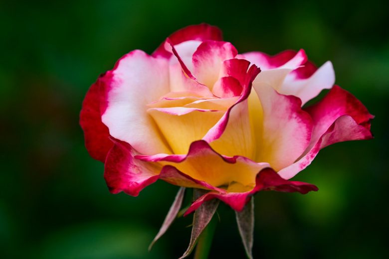 Rosa 'Double Delight', Rose 'Double Delight', Rosa 'Andeli', Hybrid Tea Roses, Shrub Roses, bicolor roses, Pink roses, Yellow roses, Shrub roses, Rose bush
