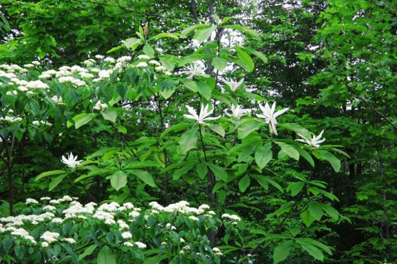 Cornus alternifolia, Alternateleaf Dogwood, Alternate-leaf Dogwood, Pagoda Dogwood, Swida alternifolia, Deciduous Shrubs, Foliage, Fall color, Winter color, shrub with berries, Flowering tree, Blue fruits