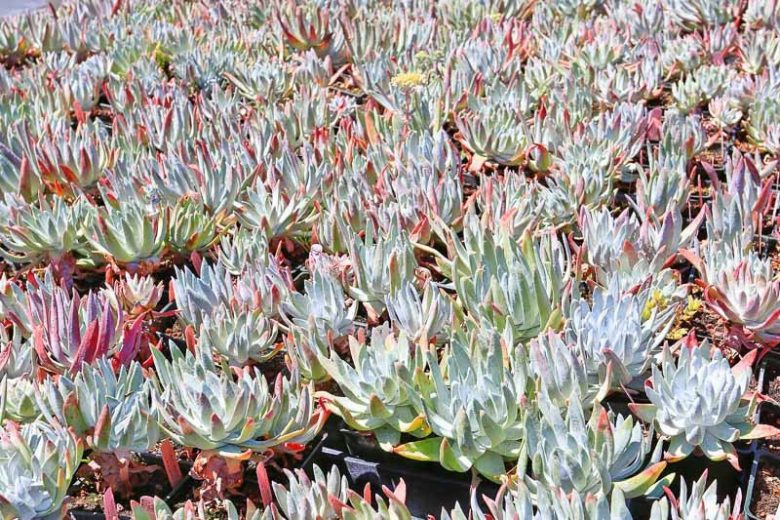 Dudleya caespitosa, Coast Dudleya, Sand Lettuce, Sand-lettuce, Sealettuce, Dudleya cespitosa, Dudleya cotyledon, California Native Succulent, California Native Plants