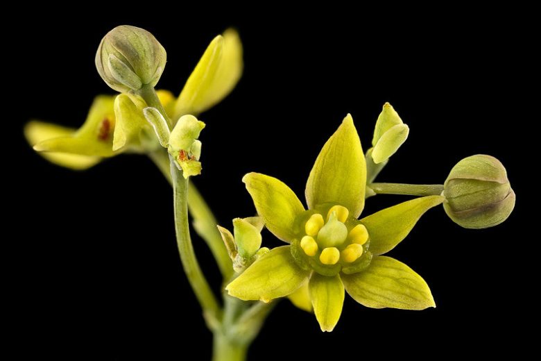 Caulophyllum thalictroides, Blue Cohosh, Squaw-root, Papoose-root, Caulophylle Faux-pigamon, Shade perennials, Yellow flowers