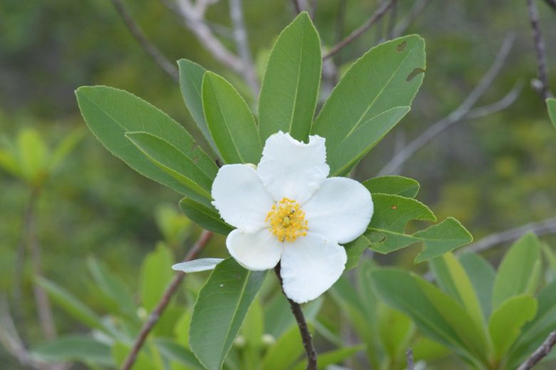 Gordonia lasianthus, Gordonia, Loblolly Bay, Evergreen Shrubs, Evergreen Tree, White flowers, Fragrant Shrub, Fragrant Tree
