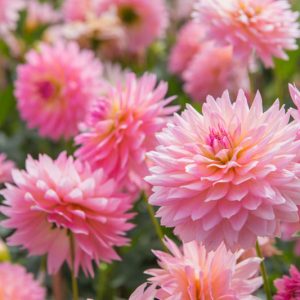 Dahlias, Dahlia Types, dahlia Varieties, Cactus Dahlias, Semi Cactus Dahlias, Decorative Dahlias, Pompon Dahlias, Ball Dahlias, Anemone Dahlias, Collarette Dahlias, Mignon Dahlias, Single Dahlias, Peony Dahlias, Orchid Dahlias, Waterlily Dahlias, Dinner plate Dahlias