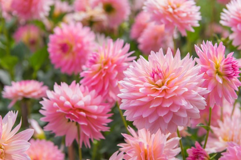 Dahlias, Dahlia Types, dahlia Varieties, Cactus Dahlias, Semi Cactus Dahlias, Decorative Dahlias, Pompon Dahlias, Ball Dahlias, Anemone Dahlias, Collarette Dahlias, Mignon Dahlias, Single Dahlias, Peony Dahlias, Orchid Dahlias, Waterlily Dahlias, Dinner plate Dahlias