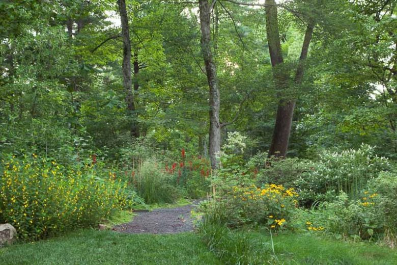 Chamaecrista fasciculata, Partridge Pea, Sleepingplant, Sensitive Plant, Golden Cassia, Prairie Senna, Yellow flowers