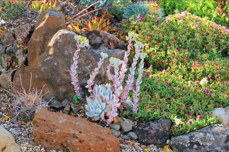 Dudleya farinosa, Bluff Lettuce, Powdery Live-forever, Powdery Liveforever, Dudleya compacta, Dudleya eastwoodiae, Dudleya septentrionalis, California Native Succulent, California Native Plants