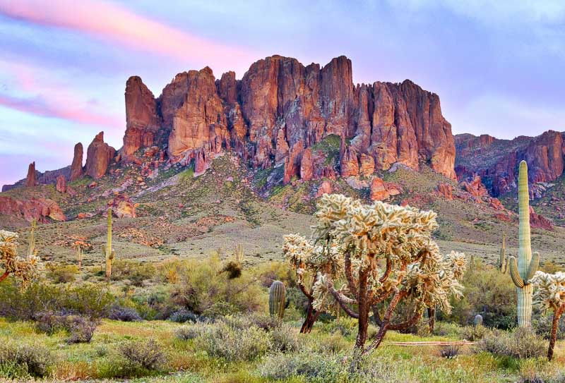 Arizona Native Plants