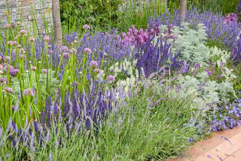 Artemisia Powis Castle, Wormwood 'Powis Castle', Artemisia Arborescens x Absinthium, Wormwood 'Powys Castle', Artemisia Arborescens 'Brass Band', Artemisia Arborescens 'Powis Castle', Silver foliage plant, aromatic foliage plant