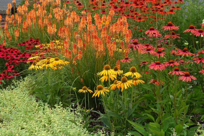 Echinacea 'Mama Mia', Coneflower 'Mama Mia', Orange coneflower, Orange coneflowers, Orange Echinacea, Red coneflower, Red coneflowers, Red Echinacea, Coneflower, Coneflowers