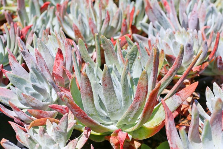 Dudleya caespitosa, Coast Dudleya, Sand Lettuce, Sand-lettuce, Sealettuce, Dudleya cespitosa, Dudleya cotyledon, California Native Succulent, California Native Plants