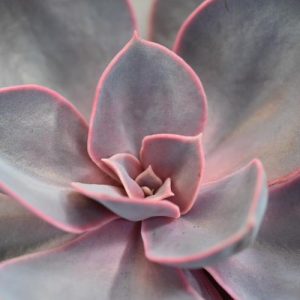 Echeveria 'Purple Pearl','Purple Pearl' Echeveria,  Pink echeveria, Purple echeveria, pink succulent, purple succulent