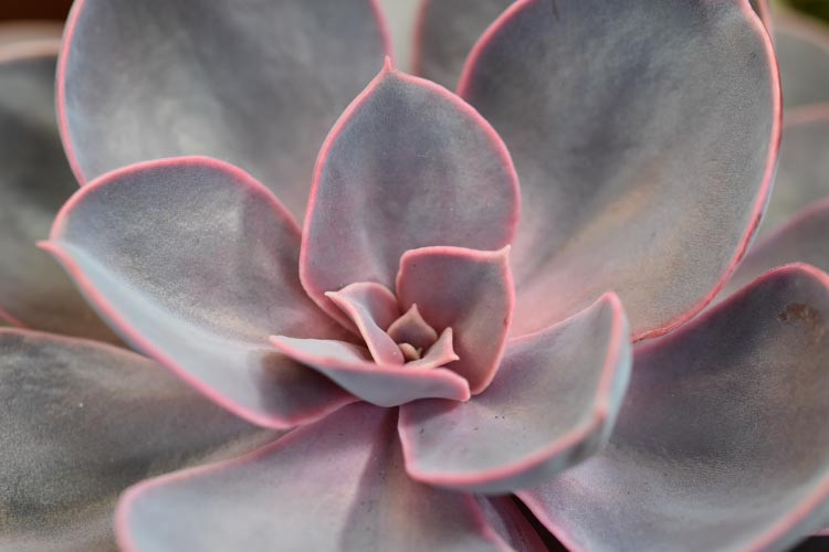 Echeveria 'Purple Pearl','Purple Pearl' Echeveria,  Pink echeveria, Purple echeveria, pink succulent, purple succulent