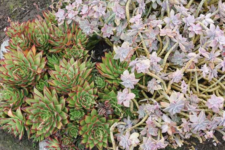 Graptopetalum paraguayense,Ghost Plant, Mother-Of-Pearl Plant,  Gray echeveria, Gray succulent,