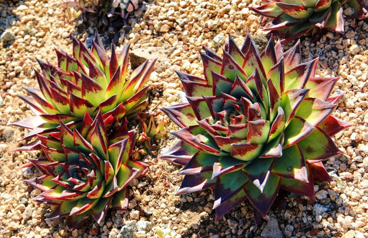 Echeveria agavoides 'Ebony',Echeveria Ebony, 'Ebony' Echeveria,  Red echeveria, Green echeveria, Red succulent, Green succulent