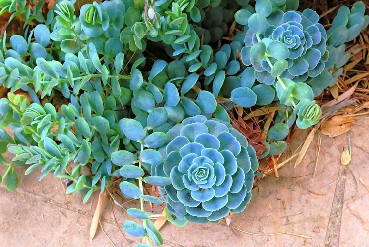 Kalanchoe marnieriana, Marnier's Kalanchoe, Bryophyllum marnierianum, succulent plant, Pink flowers, Drought tolerant plant, succulent