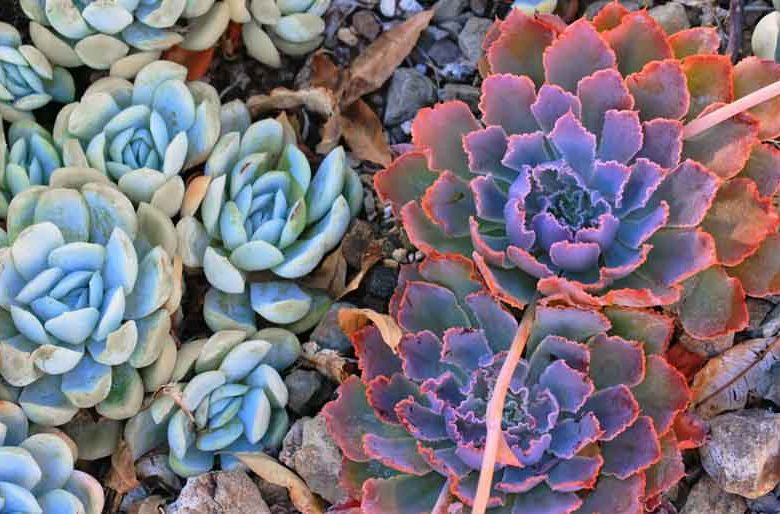 Echeveria shaviana,Mexican Hens, Pink Frills, Echeveria, Mexican Hens & Chicks, Frilly echeveria, Ruffled echeveria