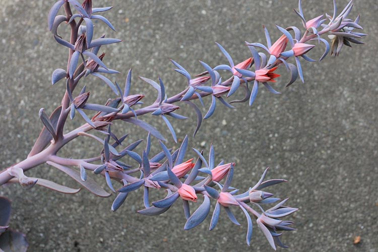 Echeveria 'Afterglow','Afterglow' Echeveria,  Pink echeveria, Purple echeveria, pink succulent, purple succulent