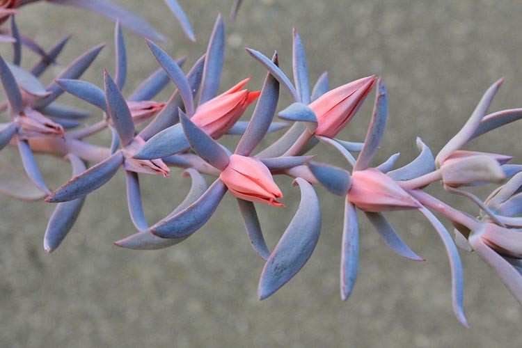 Echeveria 'Afterglow','Afterglow' Echeveria,  Pink echeveria, Purple echeveria, pink succulent, purple succulent