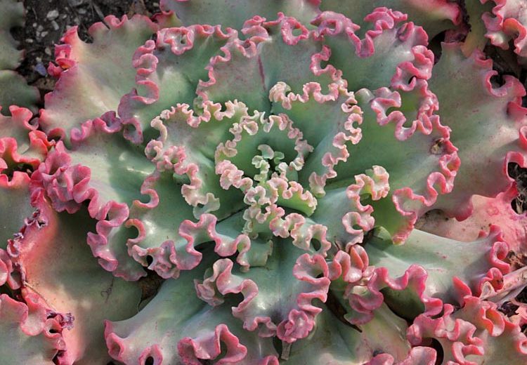 Echeveria 'Princess Lace','Princess Lace' Echeveria,  Pink echeveria, Purple echeveria, pink succulent, purple succulent