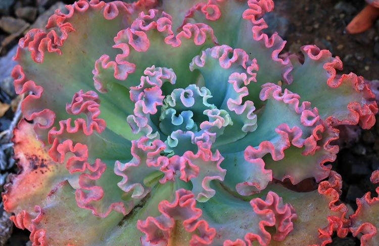 Echeveria 'Afterglow','Afterglow' Echeveria,  Pink echeveria, Purple echeveria, pink succulent, purple succulentEcheveria 'Princess Lace','Princess Lace' Echeveria,  Pink echeveria, Purple echeveria, pink succulent, purple succulent