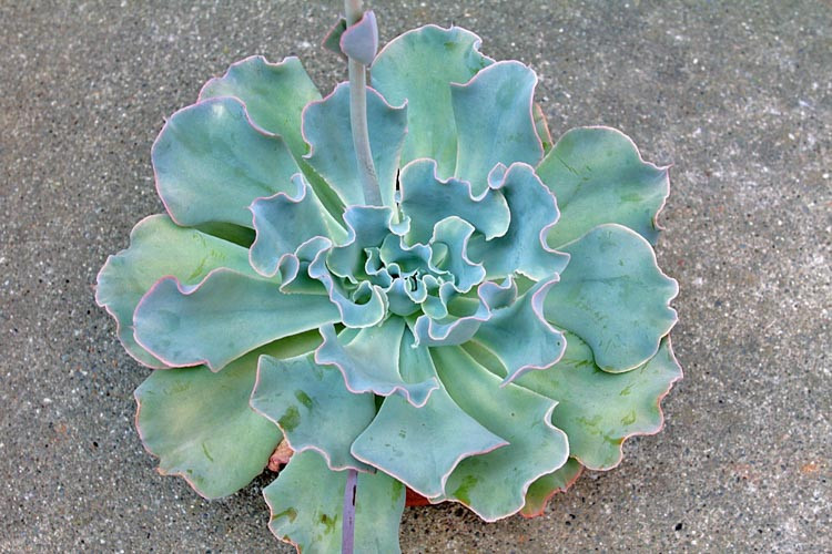 Echeveria 'Lady Aquarius','Lady Aquarius' Echeveria,  Pink echeveria, Purple echeveria, pink succulent, purple succulent, Ruffled echeveria, Frilled echeveria