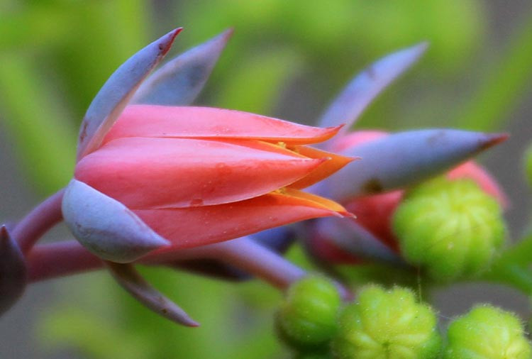 Echeveria 'Lady Aquarius','Lady Aquarius' Echeveria,  Pink echeveria, Purple echeveria, pink succulent, purple succulent, Ruffled echeveria, Frilled echeveria